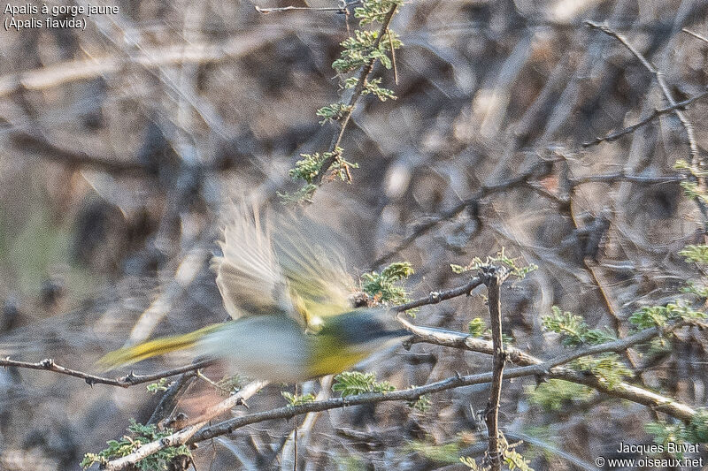 Apalis à gorge jaune mâle adulte, identification, portrait, habitat, composition, pigmentation, Vol