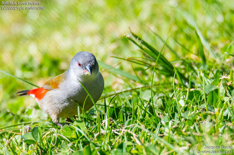 Swee Waxbill female