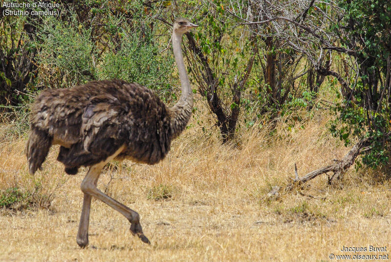 Common Ostrich female adult breeding, close-up portrait, aspect, pigmentation, walking