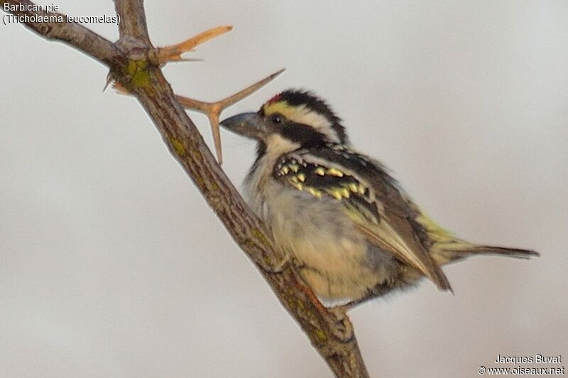 Acacia Pied Barbetadult