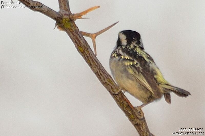 Acacia Pied Barbetadult, identification