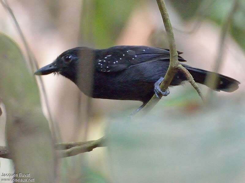 Black-hooded Antshrike male adult, identification