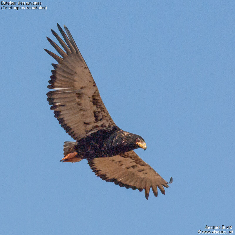 Bateleur des savanes femelle subadulte transition, composition, pigmentation, Vol