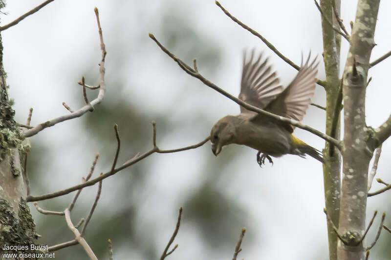 Parrot Crossbill female adult, pigmentation, Flight