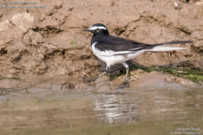 Bergeronnette indienneadulte, habitat, composition, pigmentation, marche, pêche/chasse