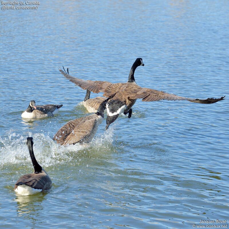 Canada Gooseadult, aspect, Flight, Behaviour