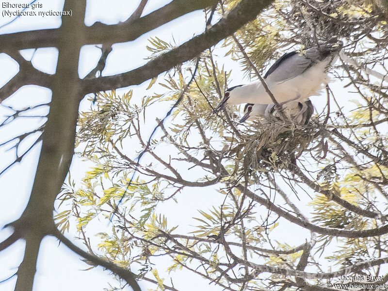 Black-crowned Night Heronadult breeding, aspect, pigmentation, Reproduction-nesting, colonial reprod.