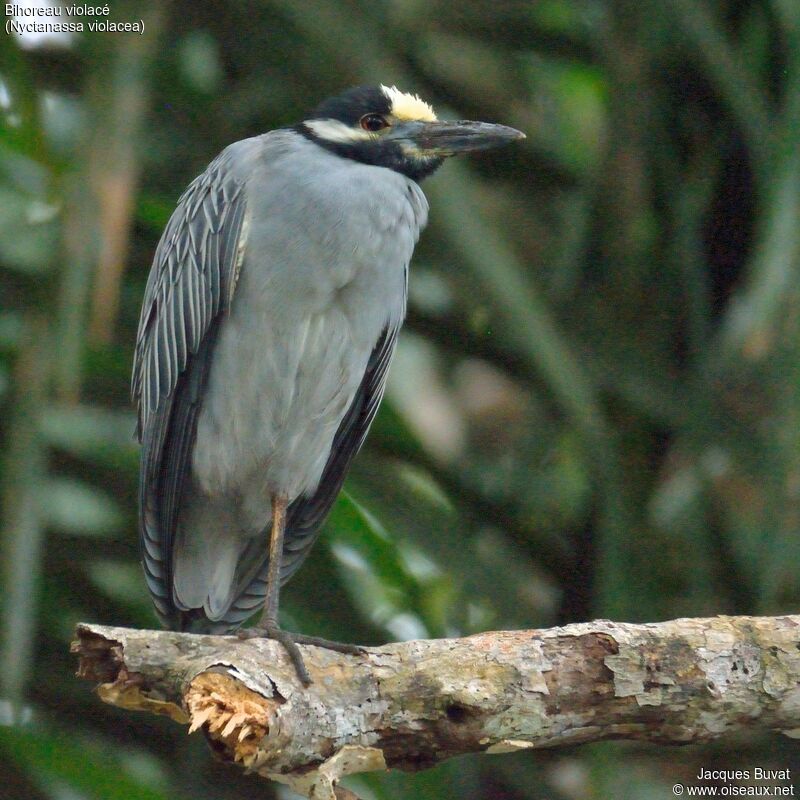 Yellow-crowned Night Heronadult breeding, identification, aspect, pigmentation