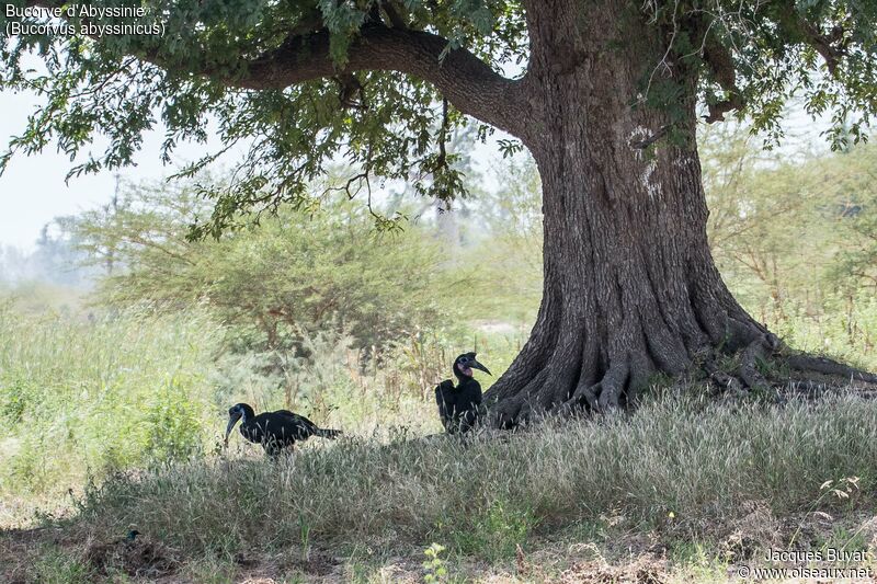 Abyssinian Ground Hornbill