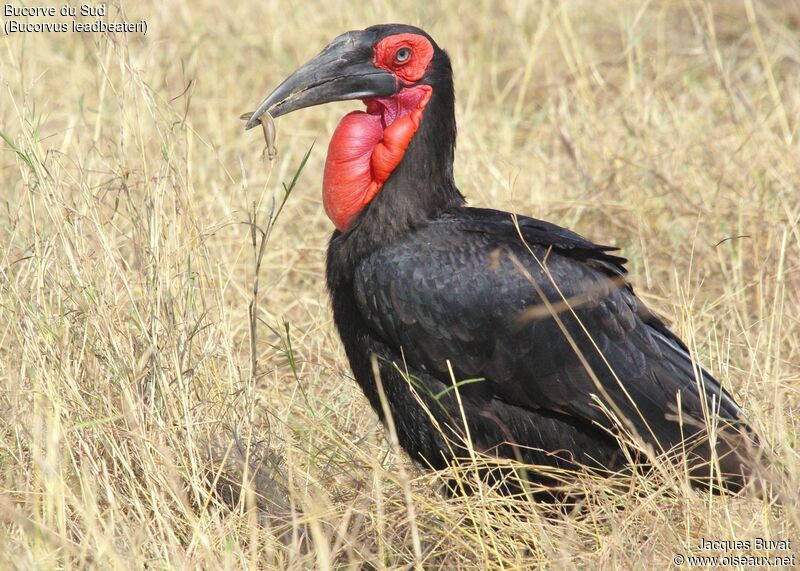 Southern Ground Hornbill male adult