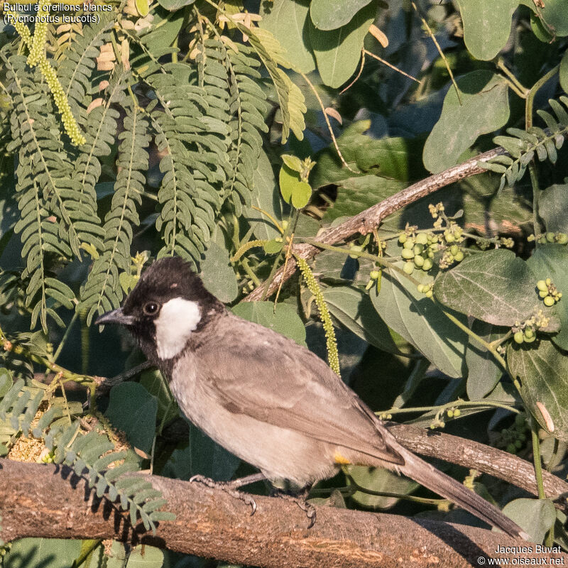 White-eared Bulbuladult, habitat, aspect, pigmentation