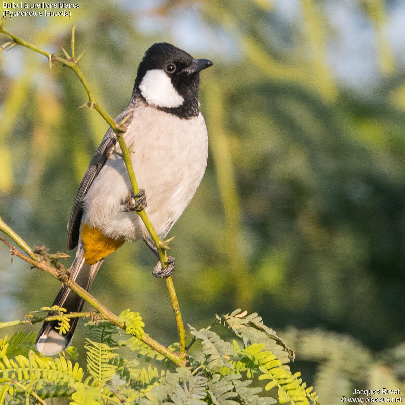 Bulbul à oreillons blancs, portrait, composition, pigmentation