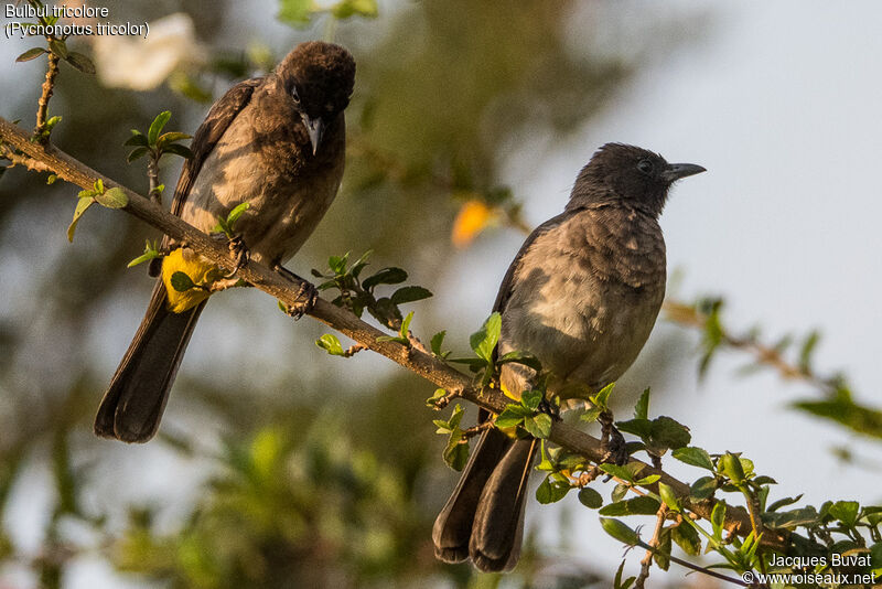 Bulbul tricoloreadulte