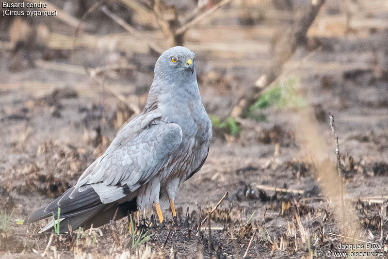 Montagu's Harrier male adult