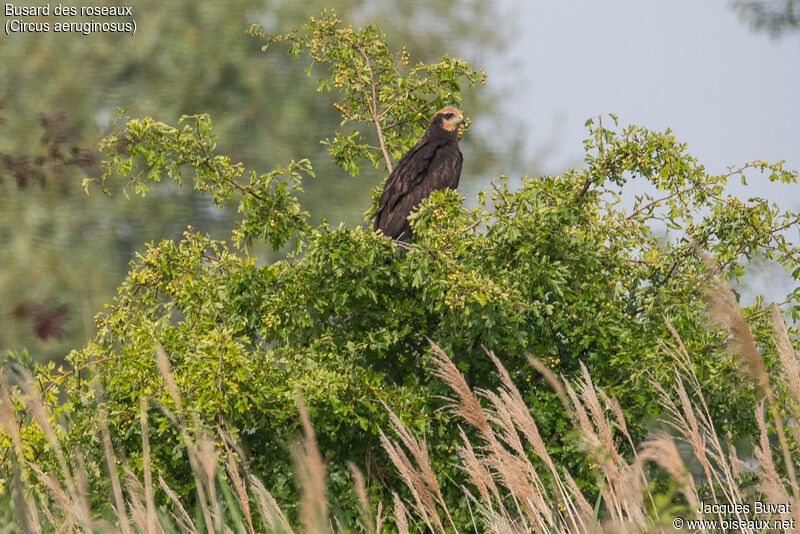 Busard des roseauxjuvénile