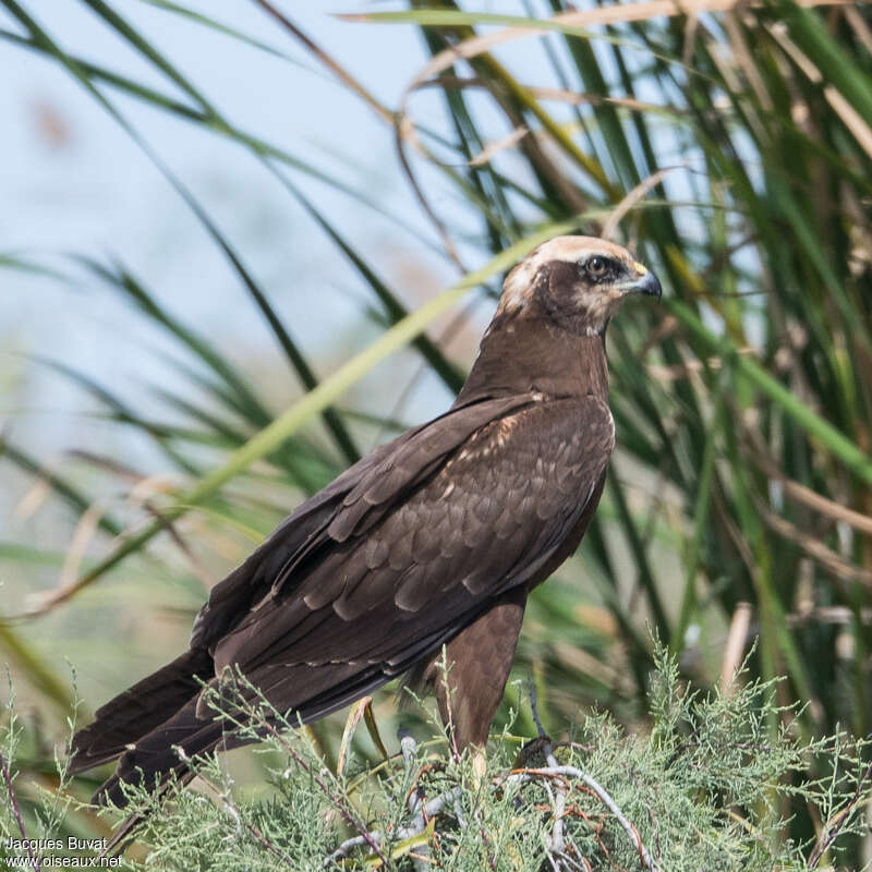 Western Marsh Harrier female Second year, identification