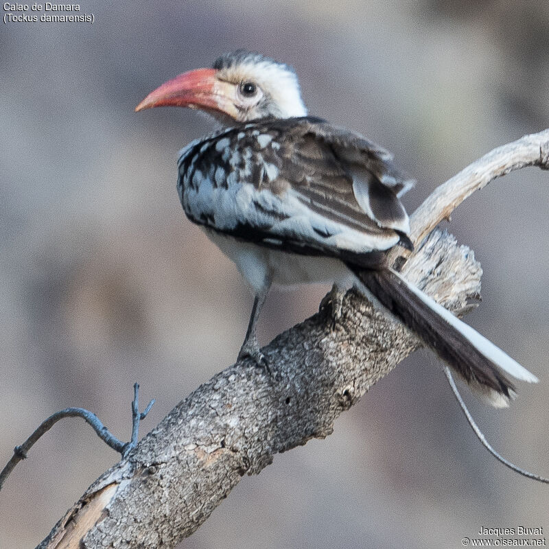 Damara Red-billed Hornbilladult, close-up portrait, aspect, pigmentation