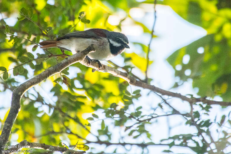 Red-tailed Vanga male adult, identification