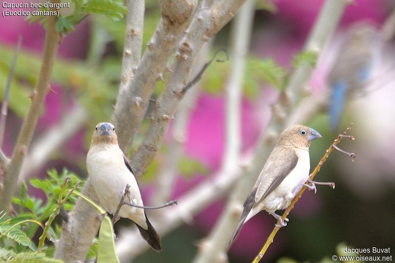 African Silverbilladult