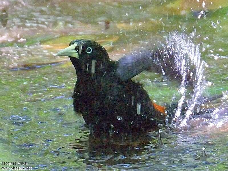 Subtropical Caciqueadult, identification