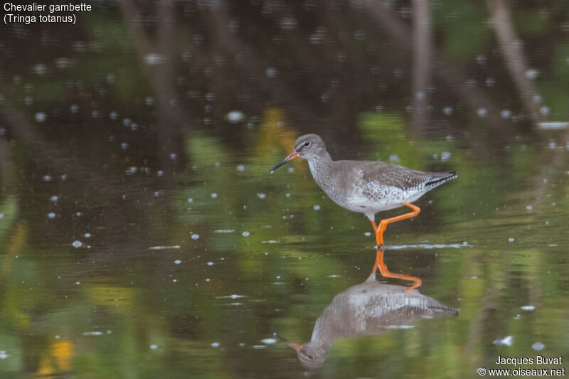 Common Redshank, identification, aspect, pigmentation, walking