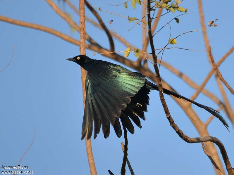 Long-tailed Glossy Starlingadult, Flight