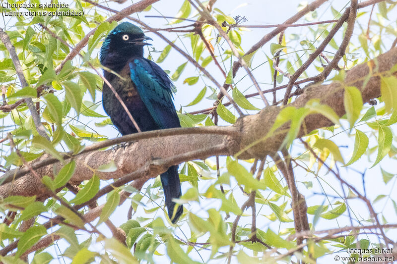 Splendid Starling male adult