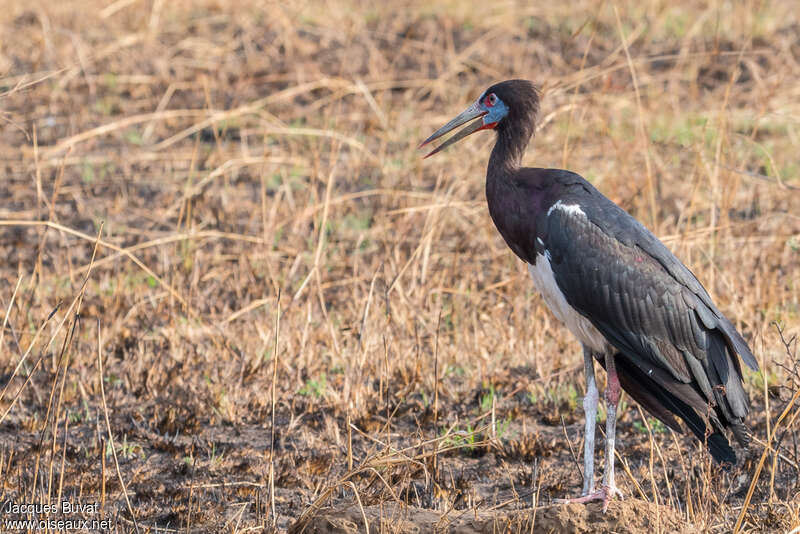 Abdim's Storkadult breeding, identification