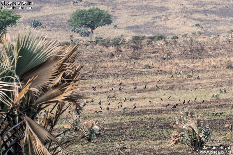 Cigogne d'Abdim