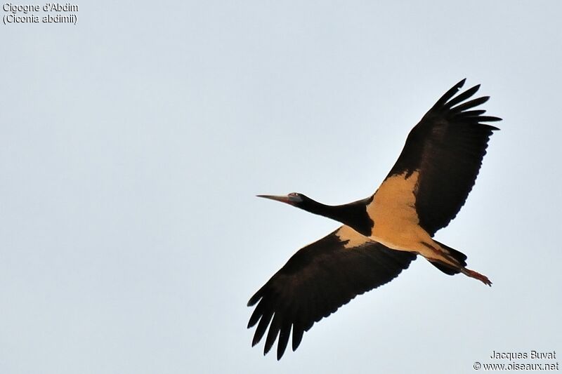 Abdim's Stork