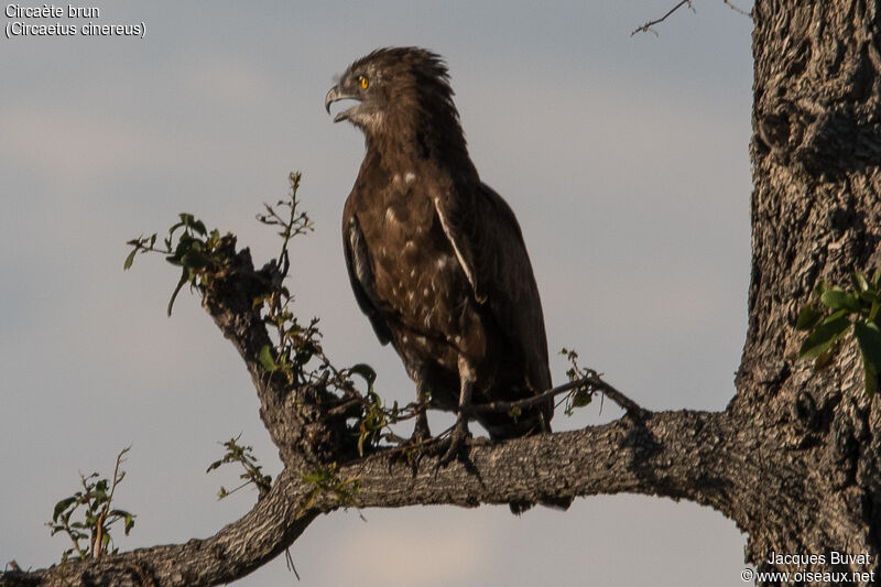 Brown Snake EagleFirst year, identification, aspect, pigmentation, fishing/hunting