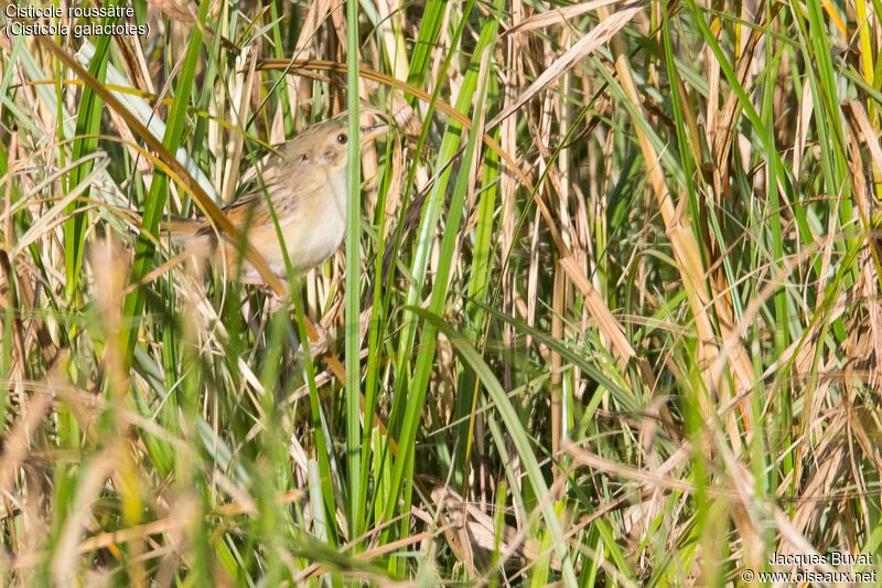 Rufous-winged Cisticolaadult, identification, aspect, pigmentation