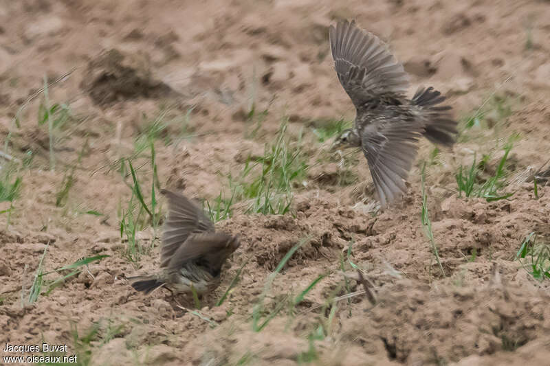 Large-billed Lark, habitat, pigmentation, Flight