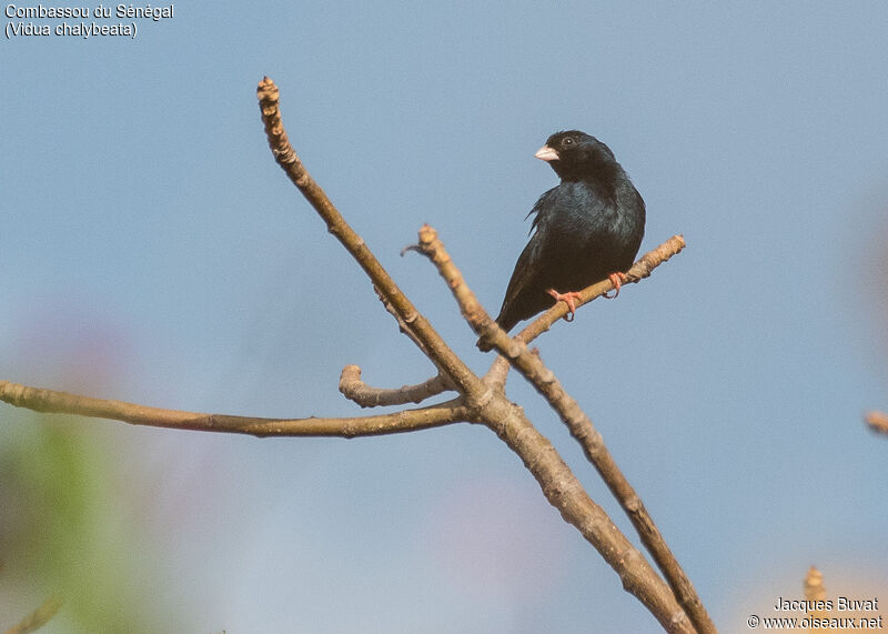 Village Indigobird male adult breeding