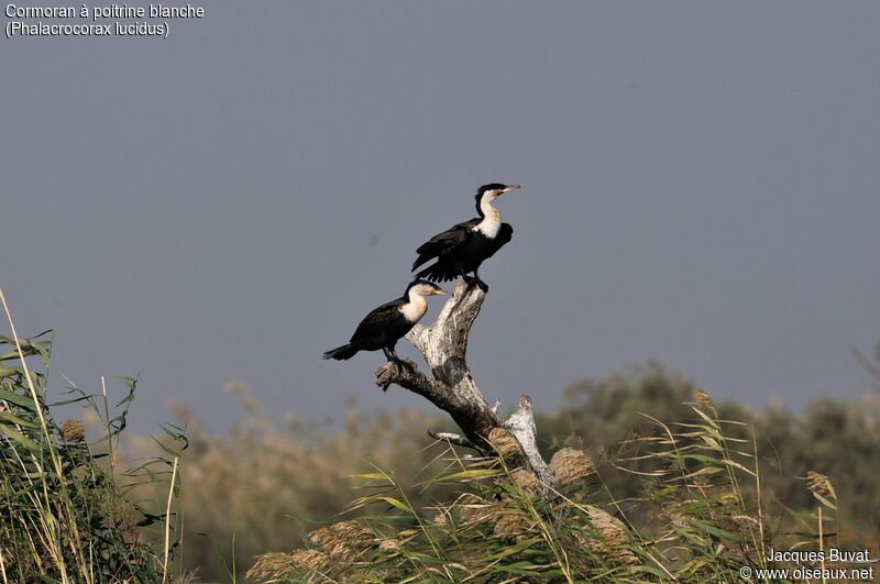 White-breasted Cormorant