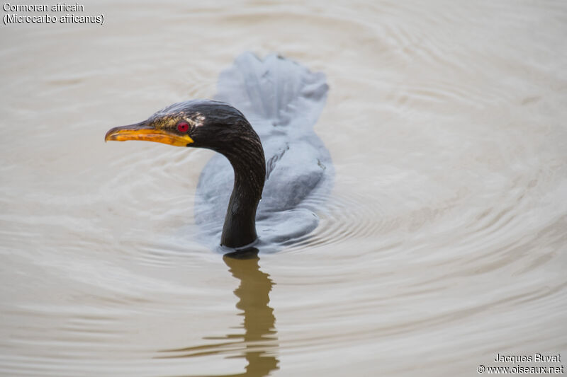 Reed Cormorant