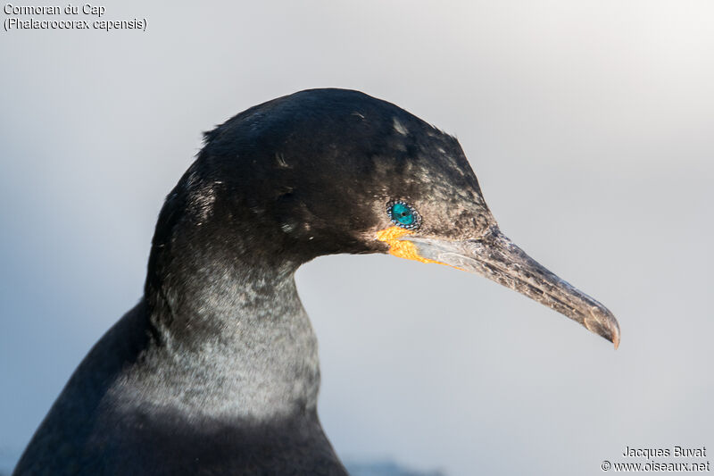 Cape Cormorantadult breeding