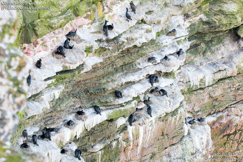 Cape Cormorantadult breeding