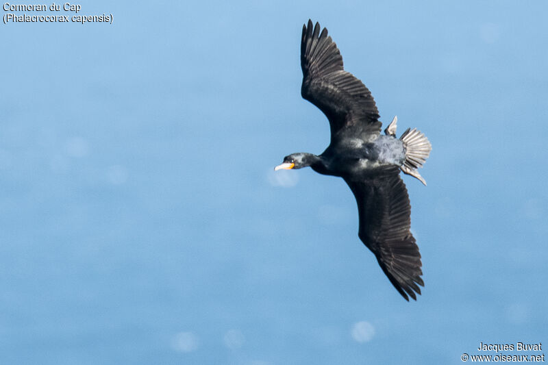 Cormoran du Capadulte nuptial