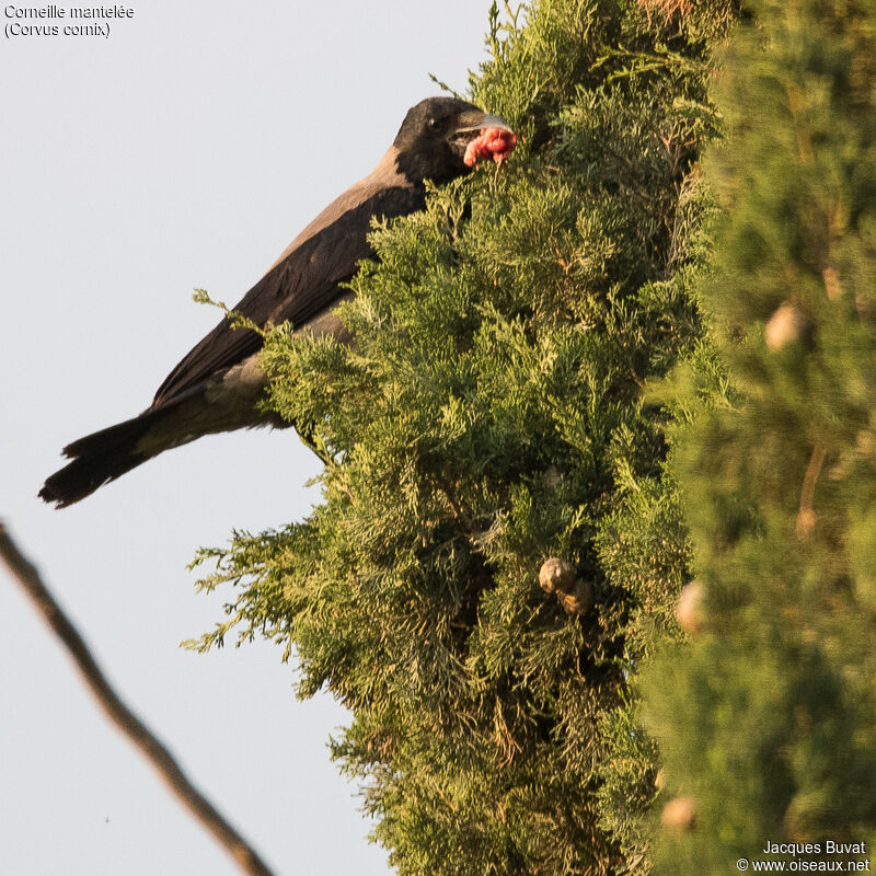 Hooded Crowadult