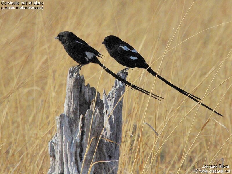 Magpie Shrikeadult