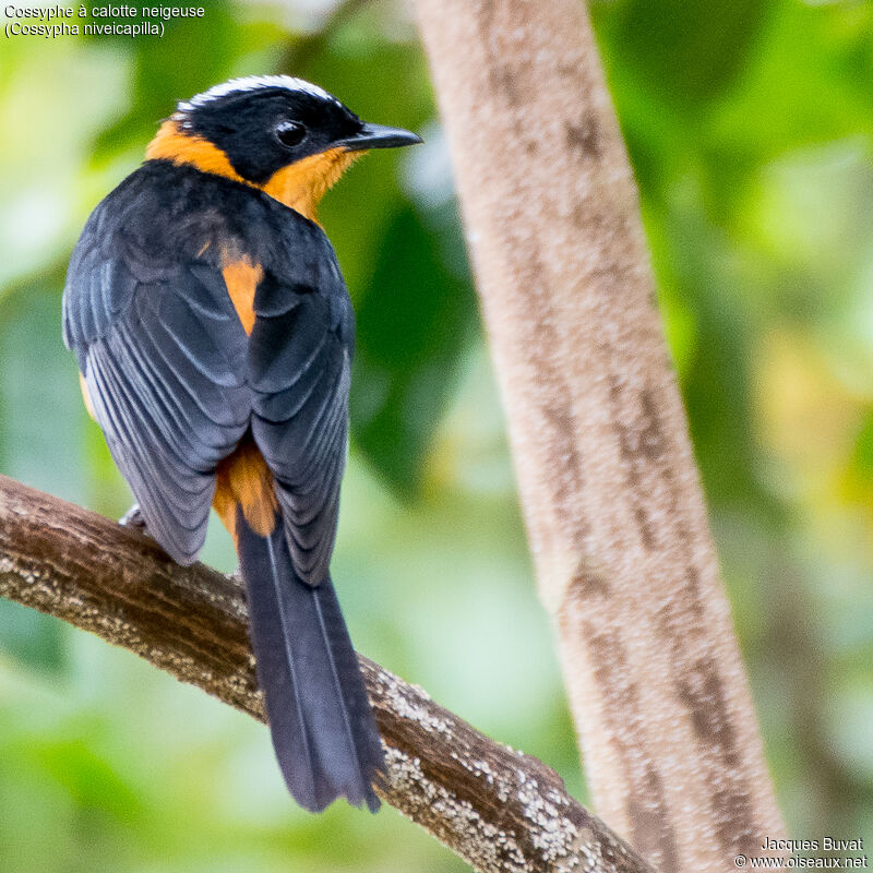 Snowy-crowned Robin-Chat