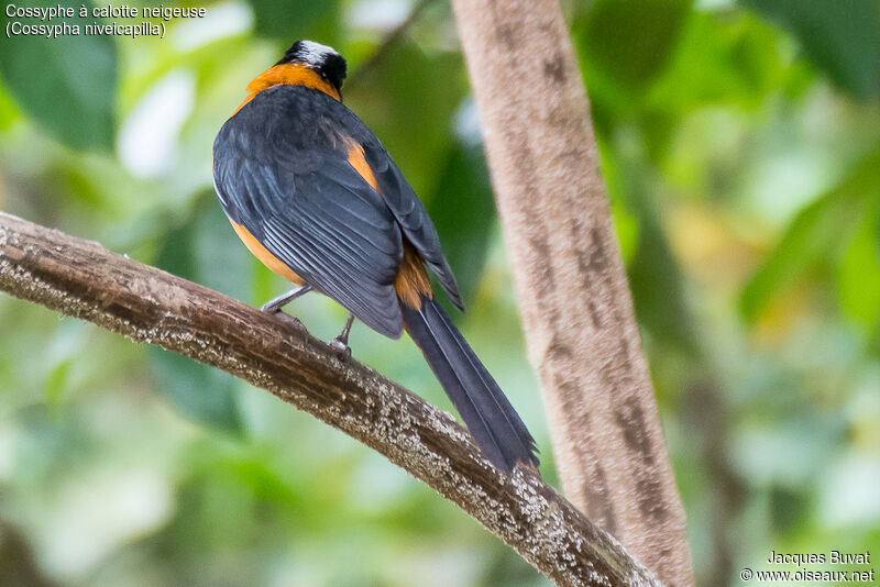 Snowy-crowned Robin-Chatadult