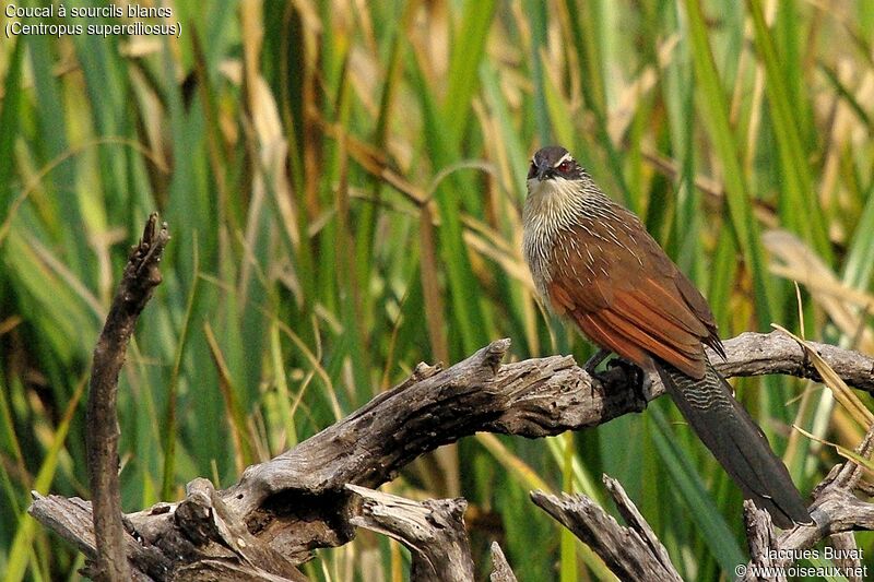 White-browed Coucaladult