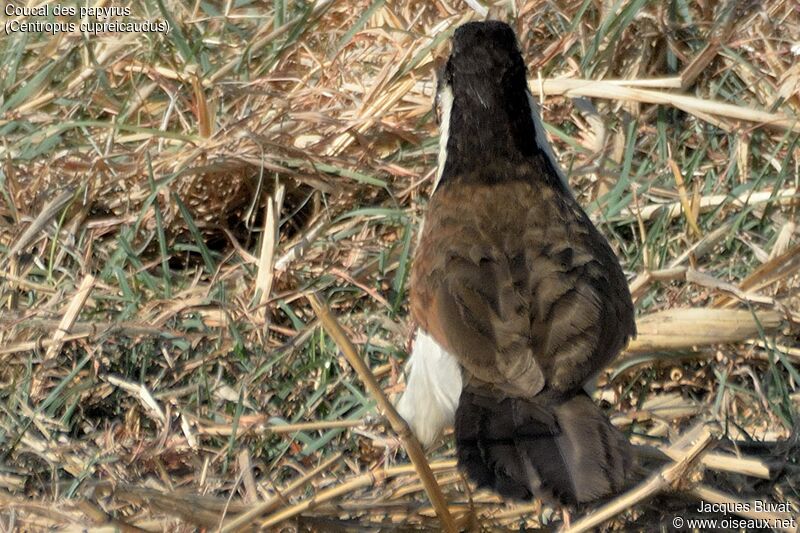 Coucal des papyrusadulte