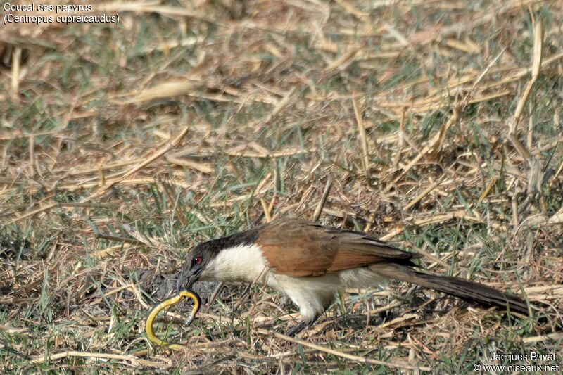 Coucal des papyrus