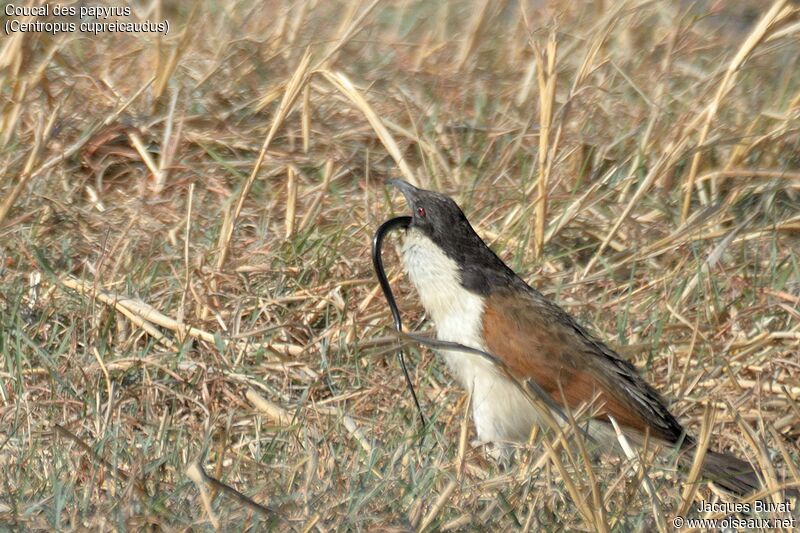 Coucal des papyrus