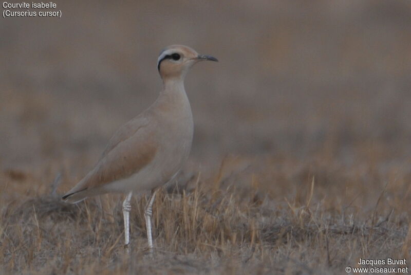 Cream-colored Courseradult