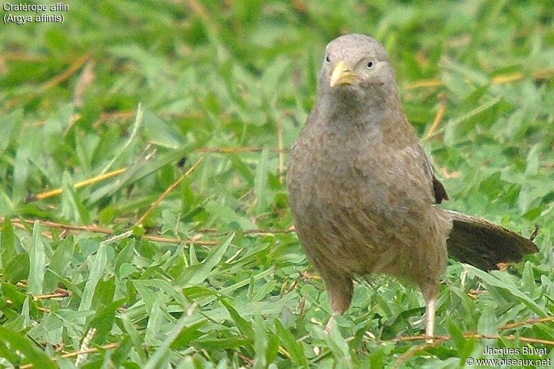 Yellow-billed Babbleradult