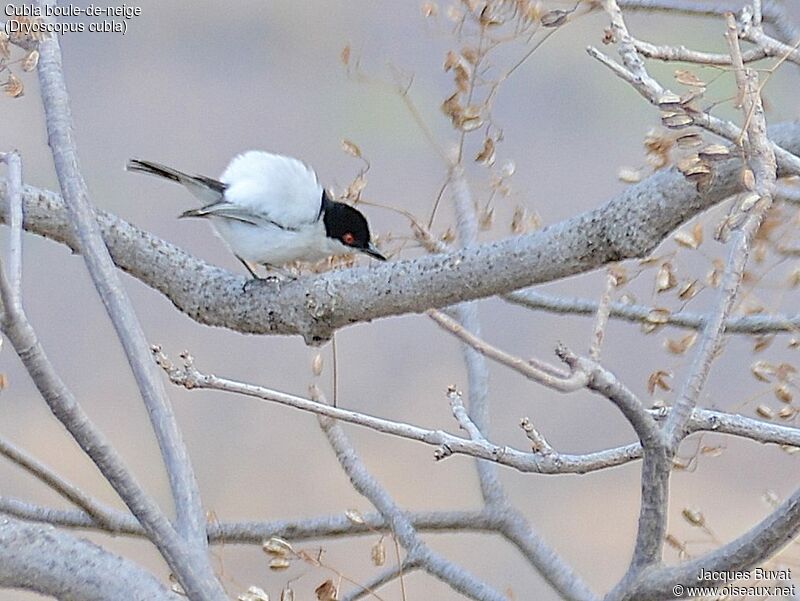 Black-backed Puffback male adult breeding